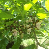 Pongamia pinnata (L.) Pierre